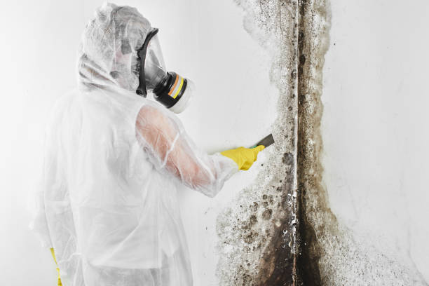 Best Mold Testing and Removal  in Medford, MA