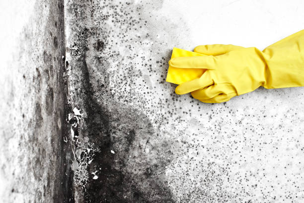 Best Mold Damage Repair  in Medford, MA