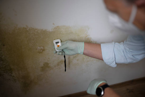 Best Emergency Mold Removal  in Medford, MA