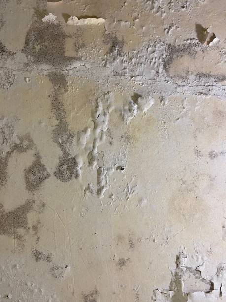 Best Affordable Mold Removal  in Medford, MA