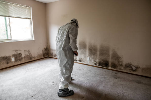 Medford, MA Mold Removal Company