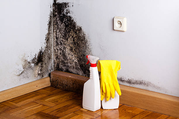 Crawl Space Mold Removal in Medford, MA