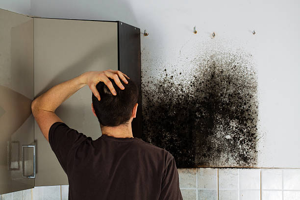 Best Professional Mold Removal  in Medford, MA